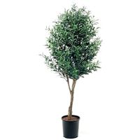 Oliventræ 170cm